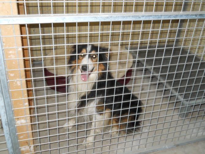 Dog Kennels at Hotels in West Cork Hotels West Cork with Dog Kennels